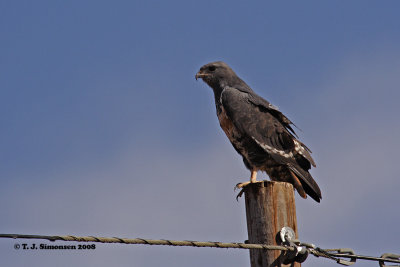 Jackal Buzzard (Buteo rufofuscus)