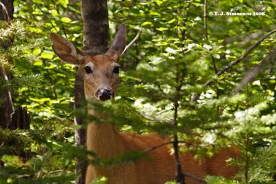 White-tailed deer (Odocoileus virginianus)