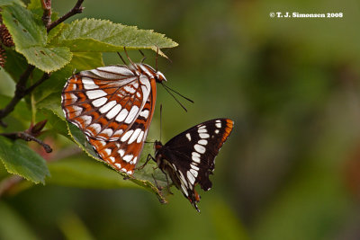 Brush-footed butterflies (Nymphalidae)