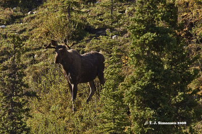 Moose (Alces alces)