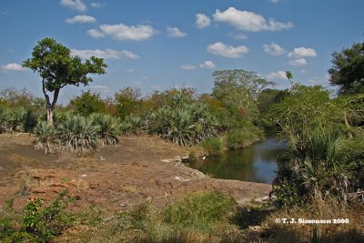 Bushveld waterhole