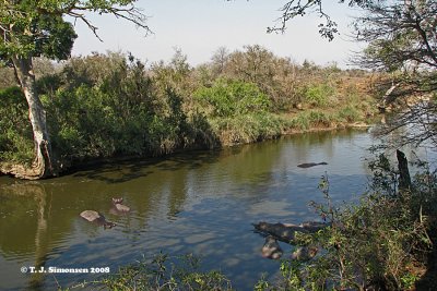 Sweni River with hippos