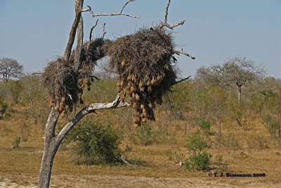 Tree with Buffolo Weavers' nests
