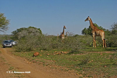 The Giraffe Field