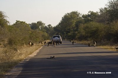 Baboons on the road