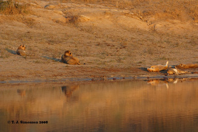 Lions at the waterhole