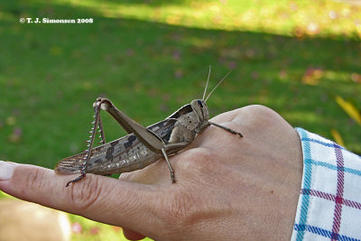 Garden Locust (Acanthacris ruficornis)