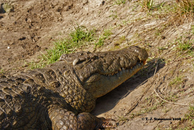 Nile Crocodile (Crocodylus niloticus)