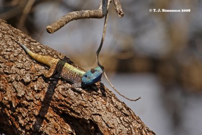 Southern Tree Agama (Acanthocercus atricollis)