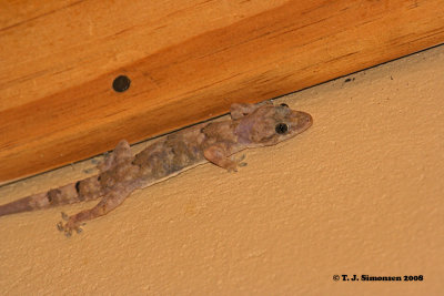 Moreau's Tropical House Gecko (Hemidactylus mabouia)