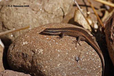 Montane Speckled Skink (Trachylepis punctatissima)