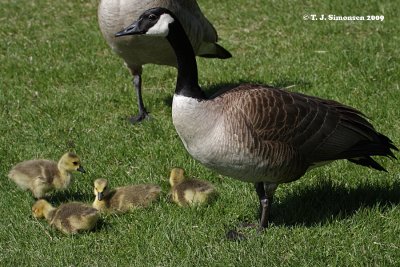 Greater Canada Goose (Branta canadensis)