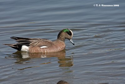 American Wigeon (Anas americana)