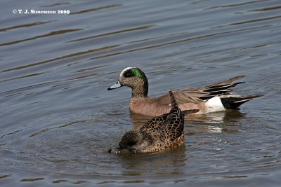 American Wigeon (Anas americana)