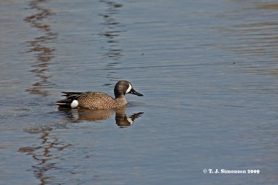 Blue-winged Teal (Anas discors)