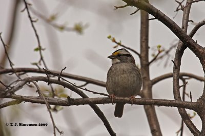 White-throated Sparrow (zonotrichia albicollis)