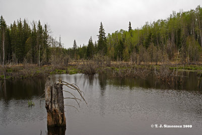 Flooded Spruce Bog - 1