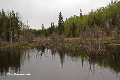 Flooded Spruce Bog - 2