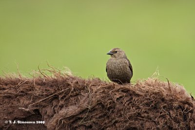 Brown-headed Cowbird (Molothrus ater)