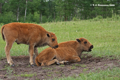 Bison (Bison bison)
