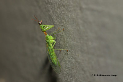 Green Mantidfly (Zeugomantispa minuta)