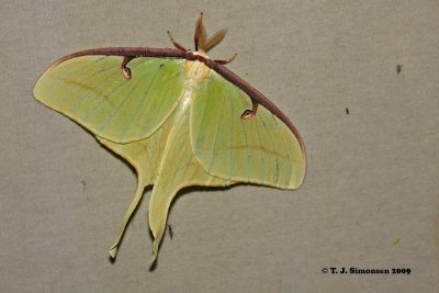 Luna Moth (Actias luna)