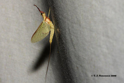 Giant Mayfly (Hexagenia limbata)