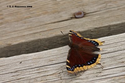 Mourning Cloak (Nymphalis antiopa)