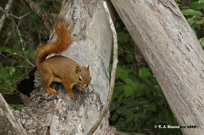 American Red Squirrel <i>(Tamiasciurus hudsonicus)</i>
