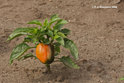 Bell Pepper (Capsicum annuum)