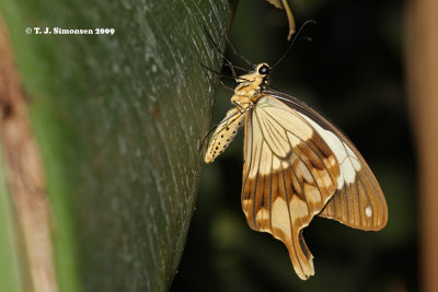 Mocker Swallowtail (Papilio dardanus)