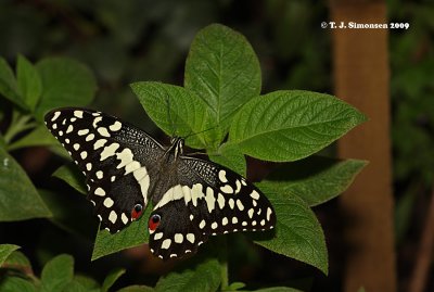 Citrus Swallowtail (Papilio demodocus)