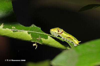 Swallowtail larva