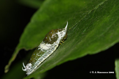 Swallowtail larva