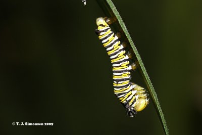 Monarch butterfly (Danaus sp.)