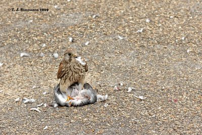 Common Kestrel (Falco tinnunculus) with pigeon