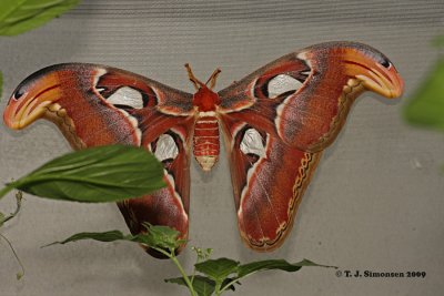Giant Atlas Moth (Attacus atlas)