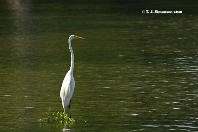 Great Egret (Casmerodius albus)