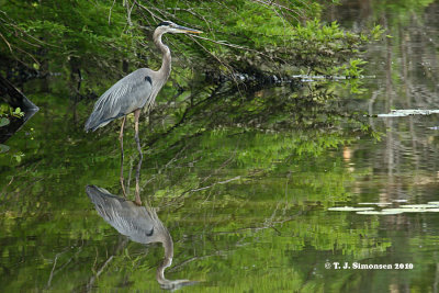 Great Blue Heron (Ardea herodias)