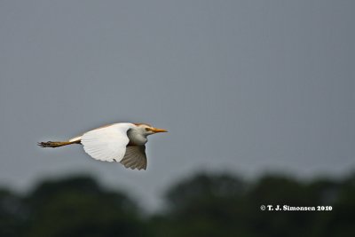 Cattle Egret (Bubulcus ibis)