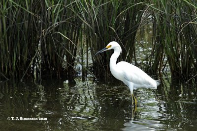 Snowy Egret (Egretta thula)