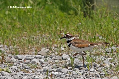 Killdeer (Charadrius vociferus)