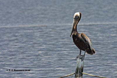 Brown Pelican (Pelecanus occidentalis)