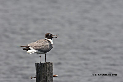 Laughing Gull (Larus atricilla)