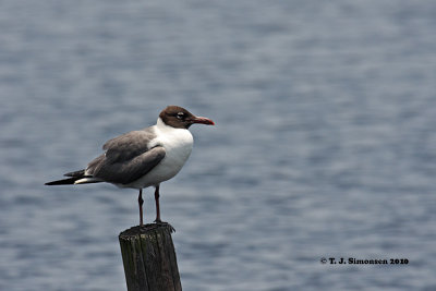 Laughing Gull (Larus atricilla)