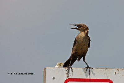 Boat-tailed Grackle (Quiscalus major)