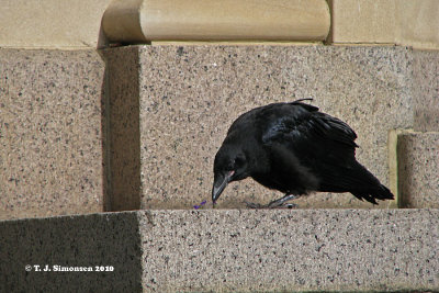 Common Raven (Corvus corax)