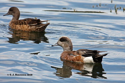 American Wigeon (Anas americana)