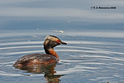 Horned Grebe (Podiceps auritus)