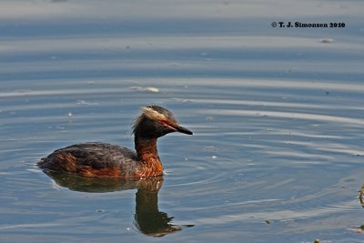 Horned Grebe (Podiceps auritus)